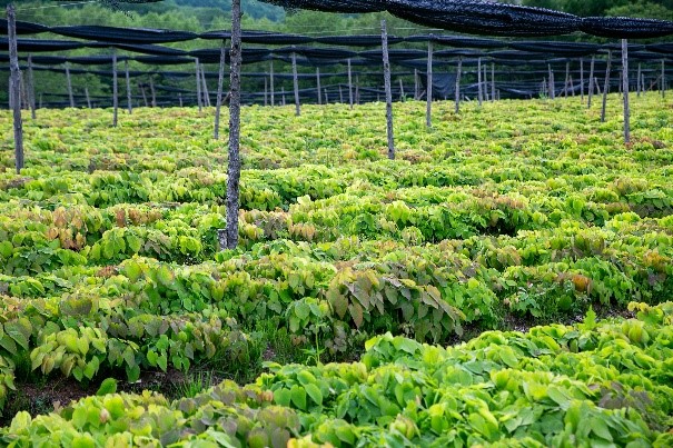 体系建设—淫羊藿道地药材生态种植技术研讨暨协议种植签约活动纪实